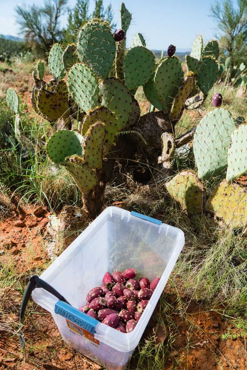 Drop Fruit Directly Into A Bucket Or Container Drop Fruit Directly Into A Bucket Or Container