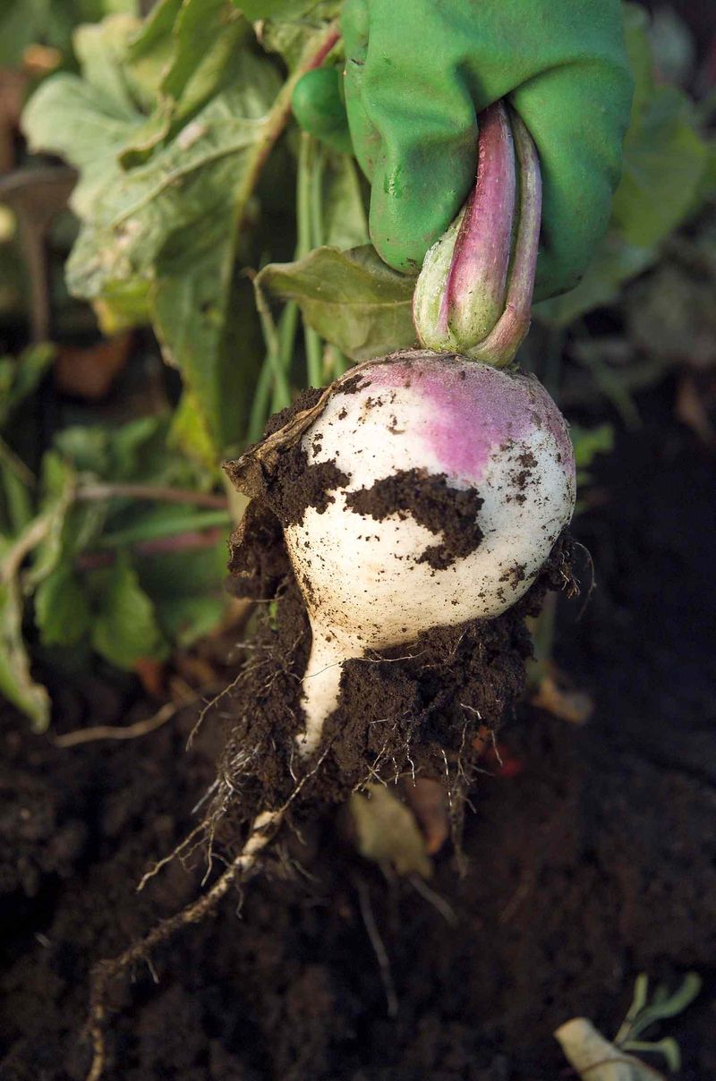 Drop Turnip Seeds For Quick Roots And Greens