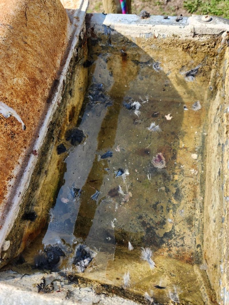 Droppings Can Spread Disease Droppings Can Spread Disease