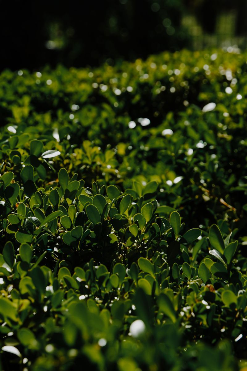 Drought Dries Out Foliage