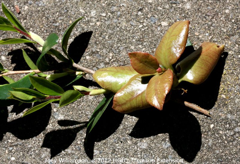 Drought Is Only One Cause Of Bud Failure Drought Is Only One Cause Of Bud Failure