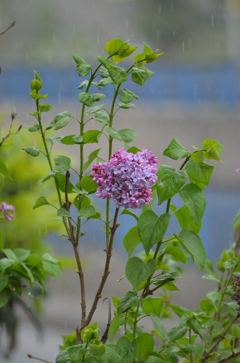 Drought Lowered Bloom Hormones Drought Lowered Bloom Hormones