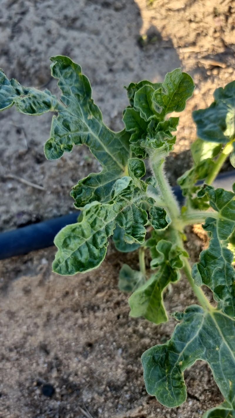 Drought Scorches Leaf Margins Drought Scorches Leaf Margins