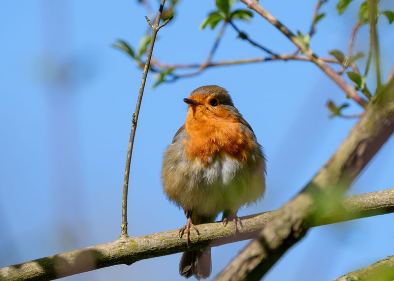 Drought Stress And Its Effect On Bird Behavior Drought Stress And Its Effect On Bird Behavior