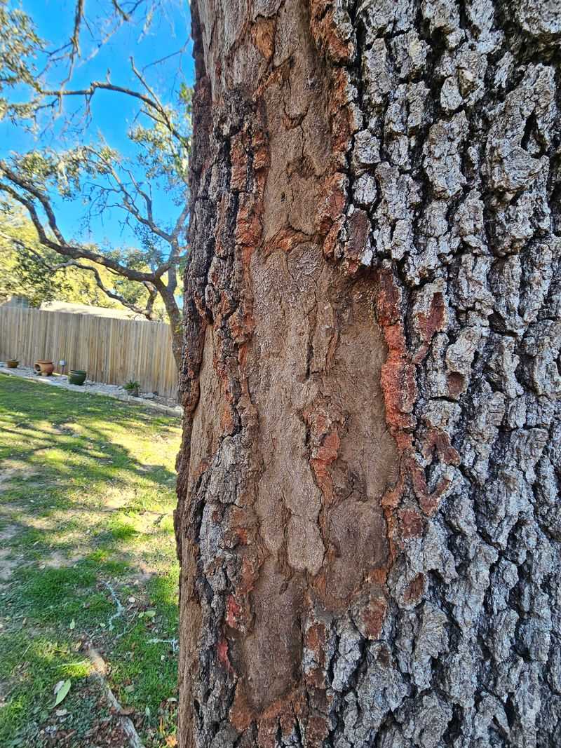 Drought Stress Can Look Similar