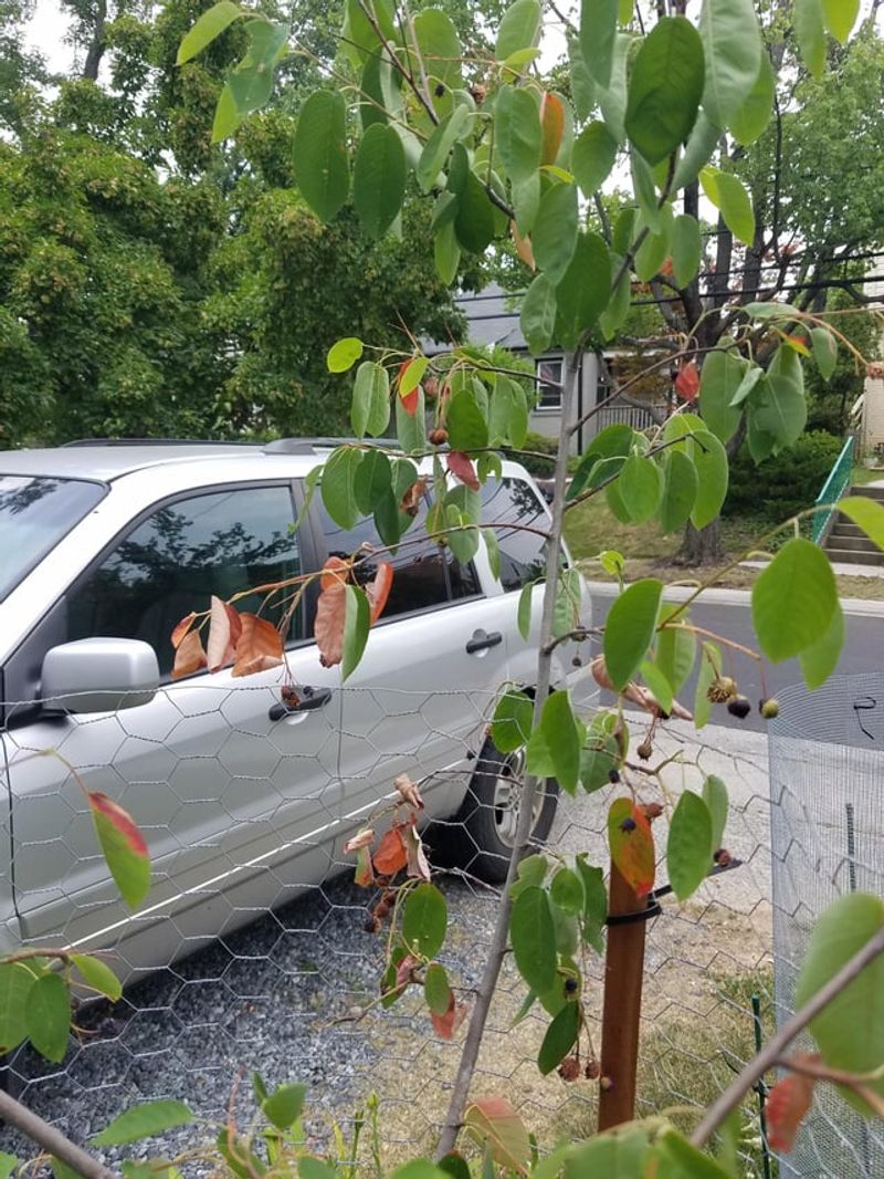 Drought Stress Is Showing
