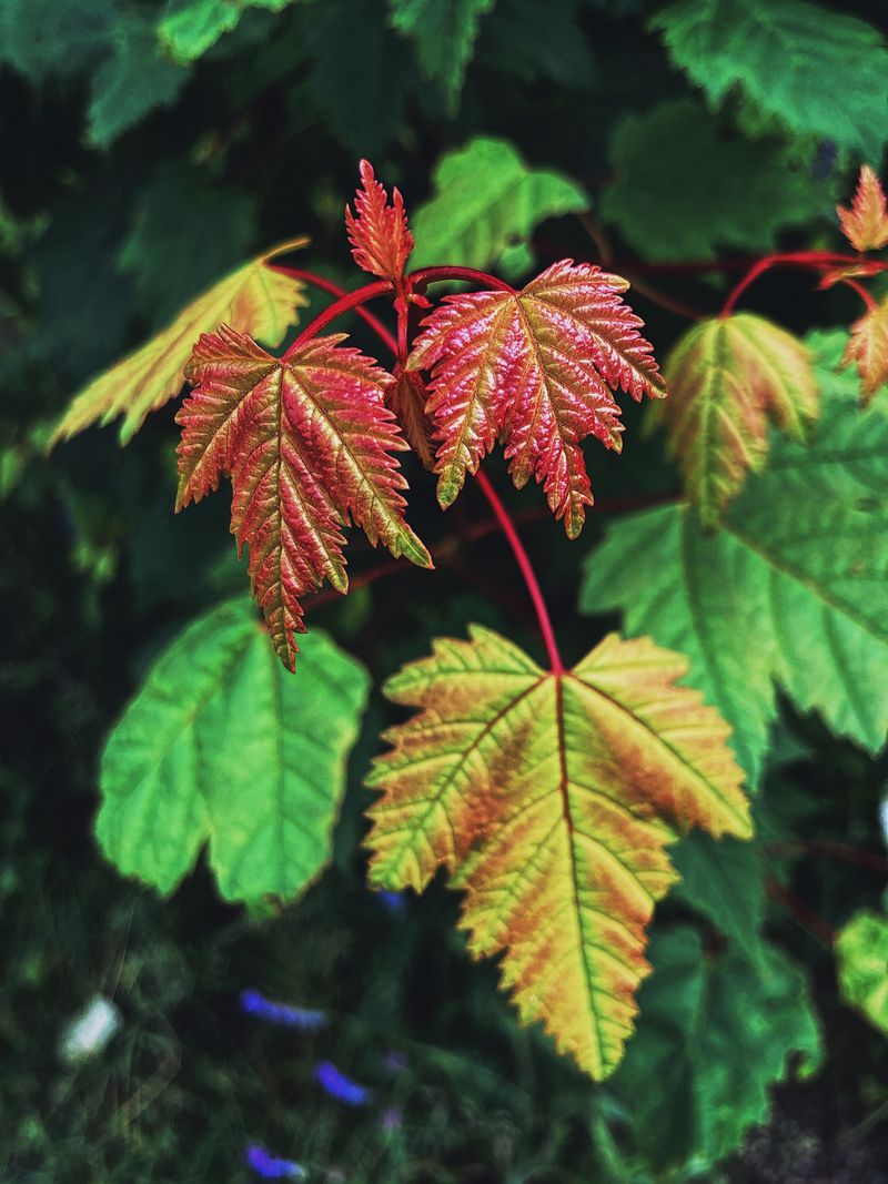 Drought Stress Triggers Early Leaf Change Drought Stress Triggers Early Leaf Change
