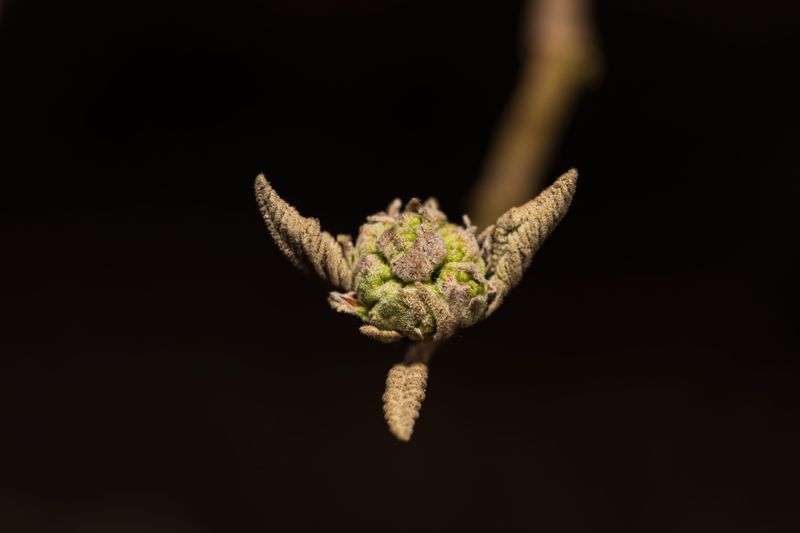 Drought Stress Weakened Bud Development