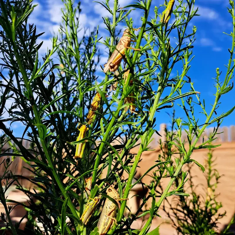Drought-Stressed Plants Can Suffer More Serious Damage Drought-Stressed Plants Can Suffer More Serious Damage