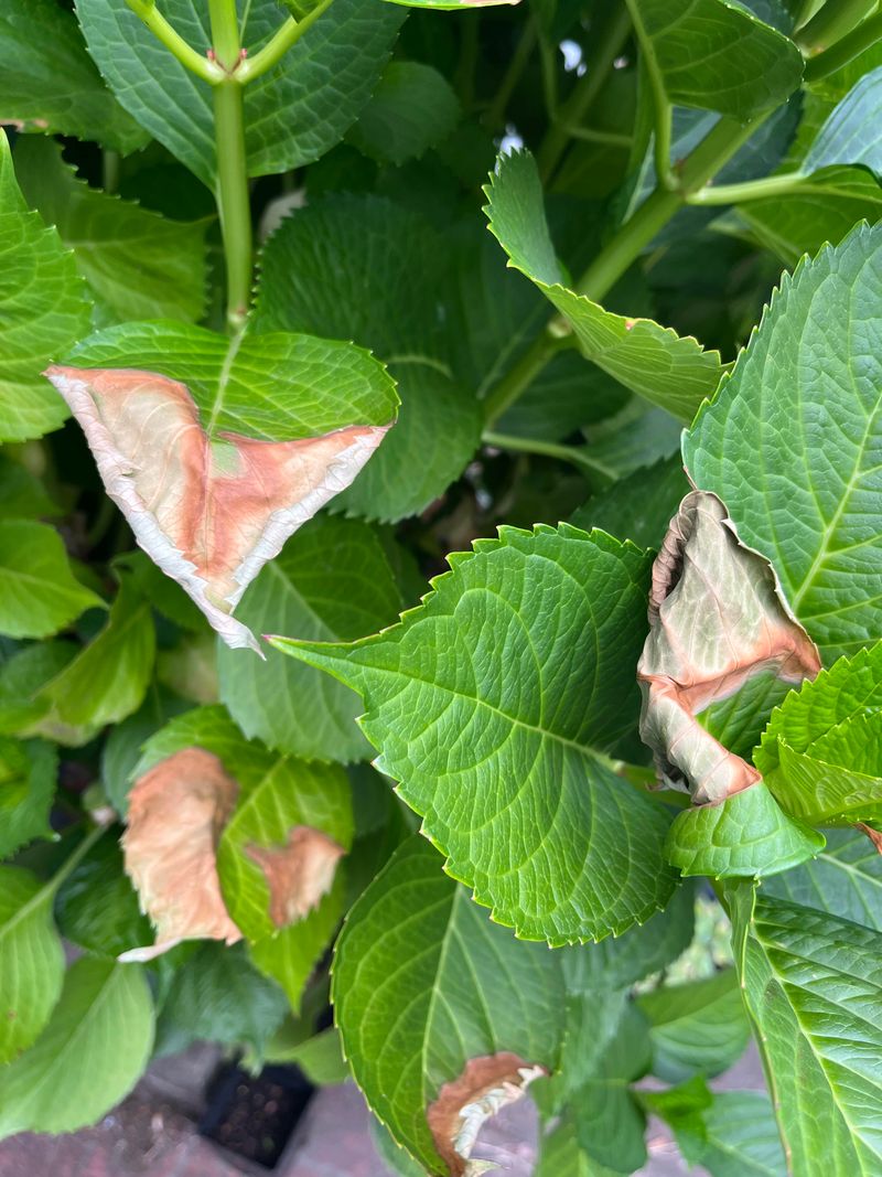 Drought Stressed Plants Face Higher Sensitivity To Oils
