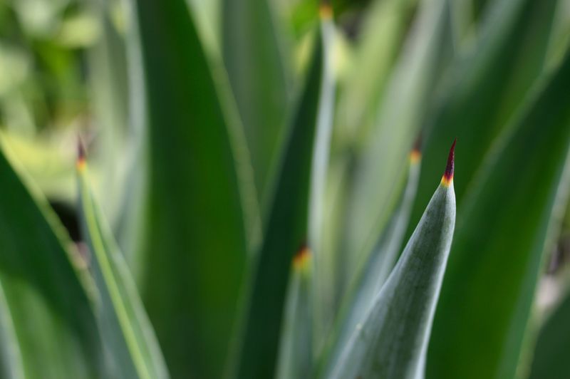 Drought-Tolerant Species Resist Local Pests