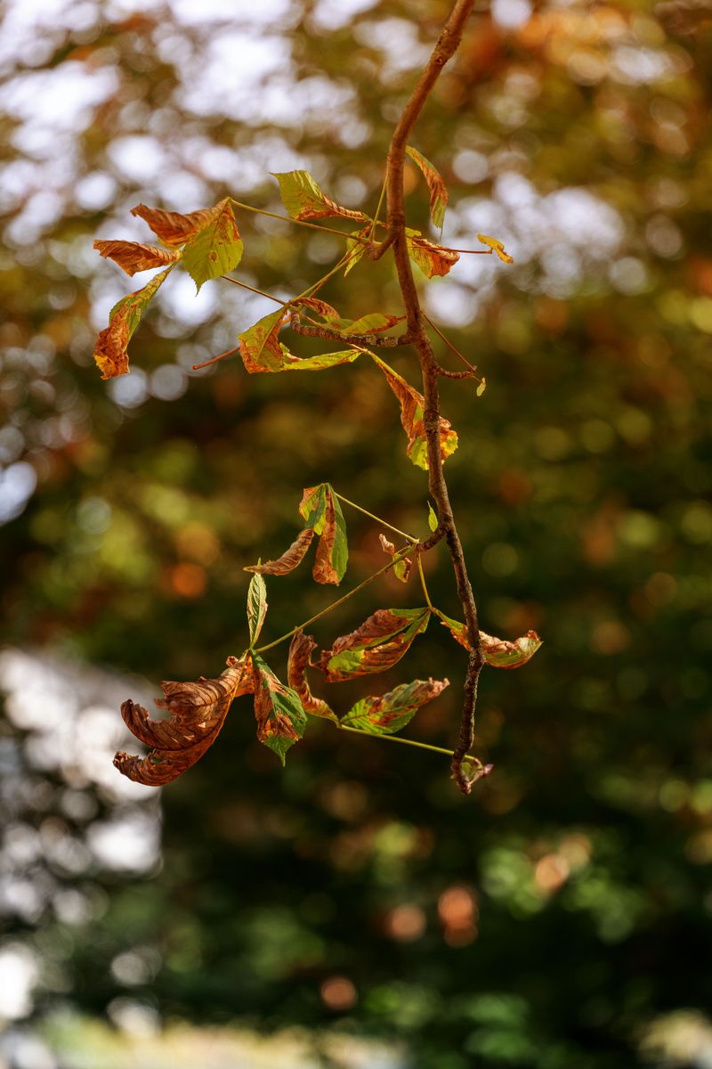 Drought Triggers Early Leaf Shutdown Drought Triggers Early Leaf Shutdown