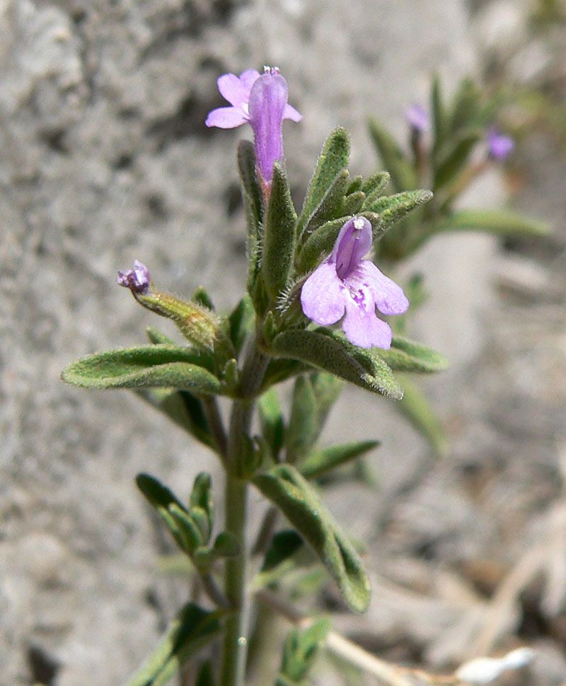 Drummond's False Pennyroyal