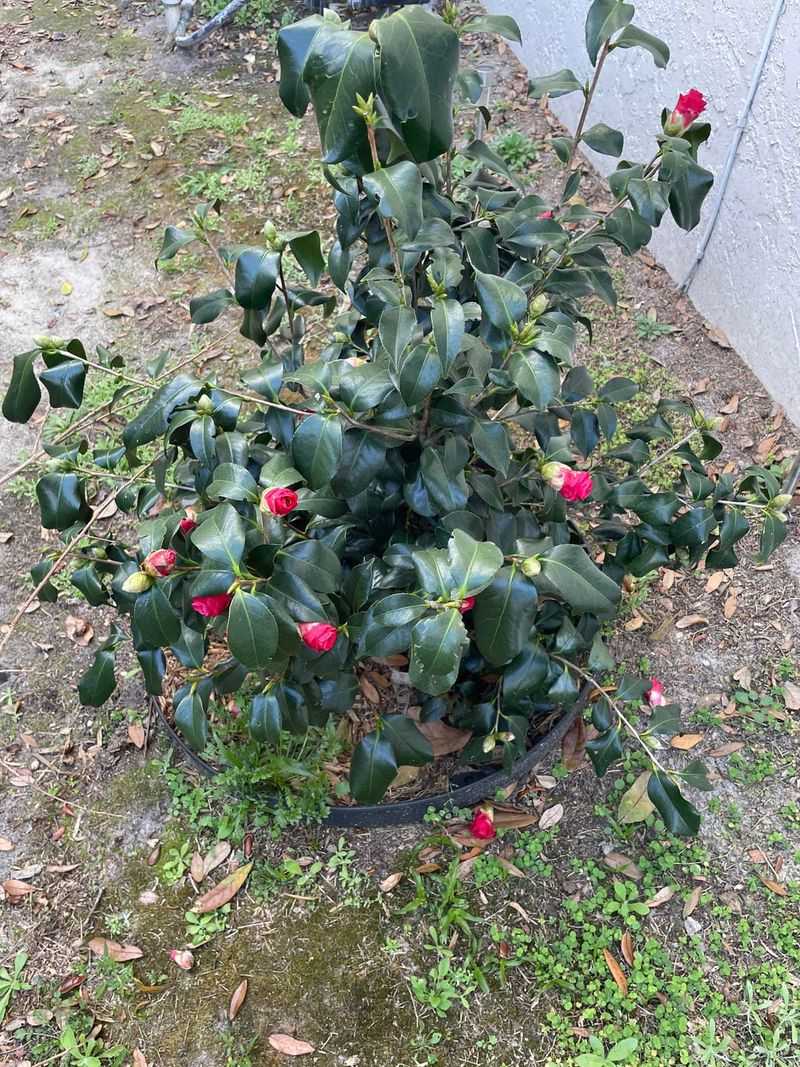 Dry August Soil Can Reduce Bloom Strength