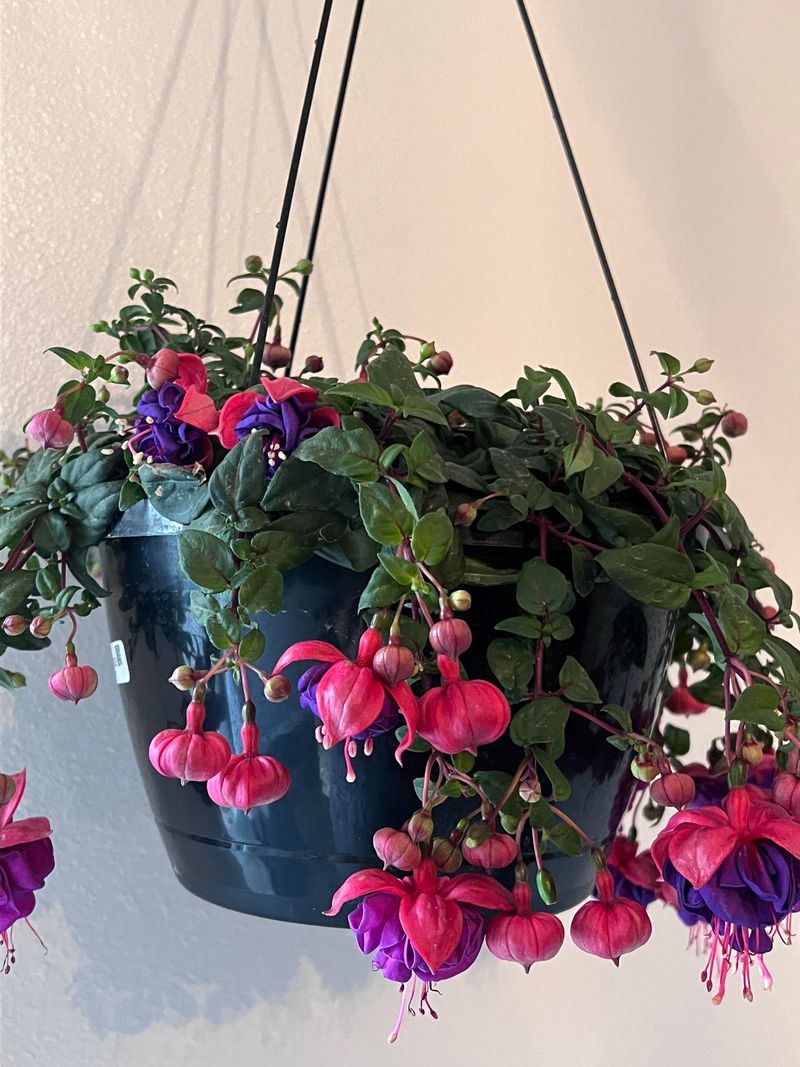 Dry Baskets Turn Fuchsias Leggy Fast Dry Baskets Turn Fuchsias Leggy Fast