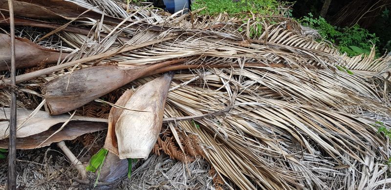 Dry Fronds Add Fire-Season Fuel Dry Fronds Add Fire-Season Fuel