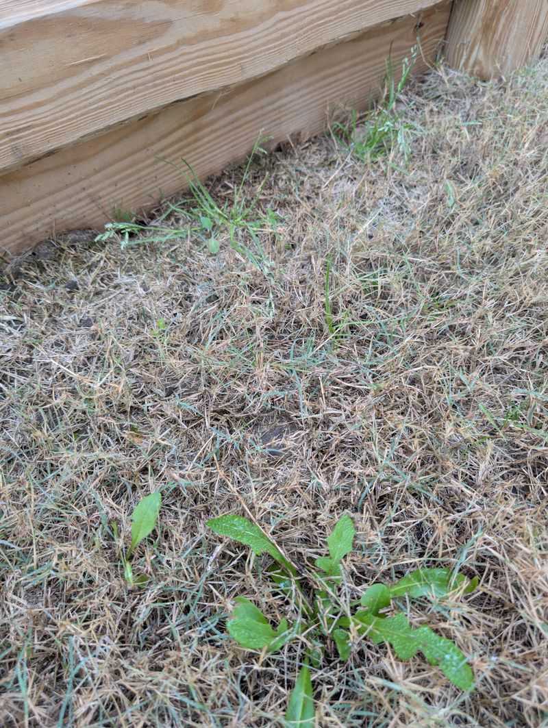 Dry Grasses And Weeds Near Walls Dry Grasses And Weeds Near Walls