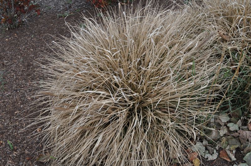 Dry Leaves And Seed Heads Build Up Over Time Dry Leaves And Seed Heads Build Up Over Time