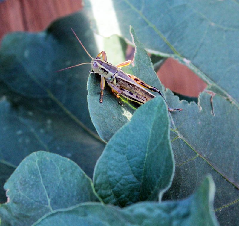 Dry Lots Push Grasshoppers Toward Gardens Dry Lots Push Grasshoppers Toward Gardens