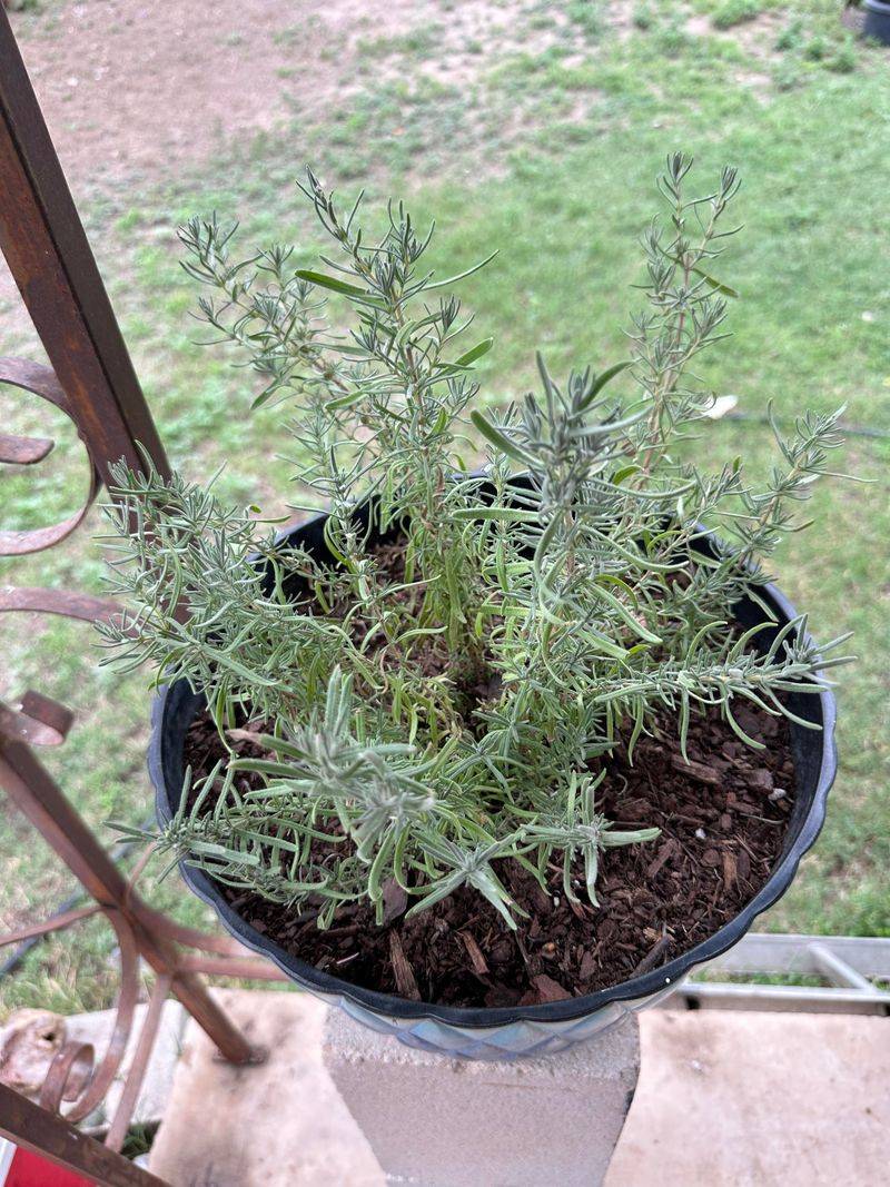 Dry Pots Discourage Tick Cover Dry Pots Discourage Tick Cover