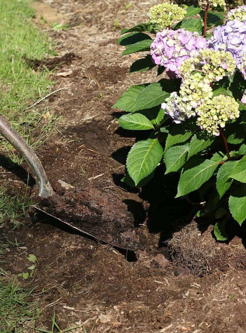 Dry Root Zones Need A Check Dry Root Zones Need A Check