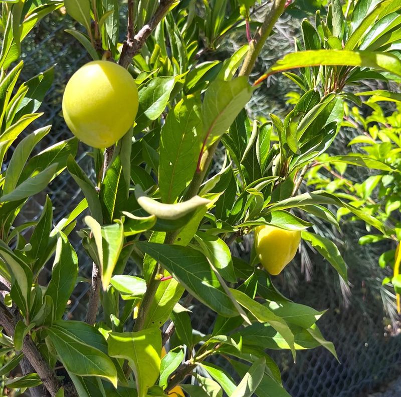 Dry Roots Can Stall Fruit Growth Dry Roots Can Stall Fruit Growth