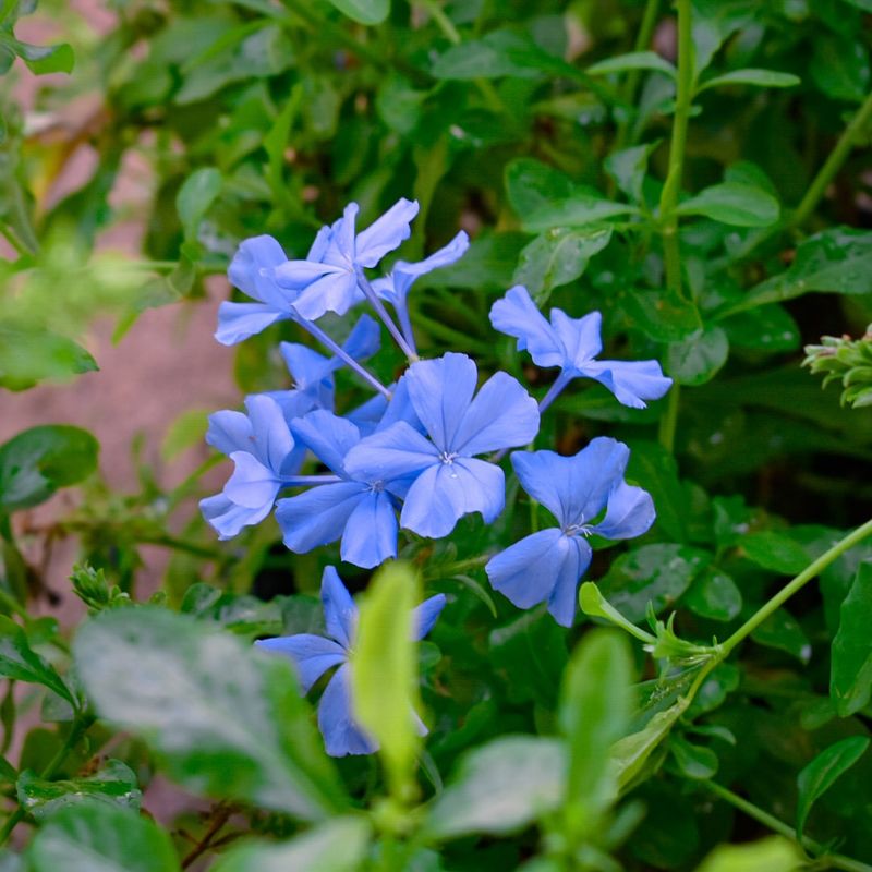 Dry Roots Can Stall Summer Flowers