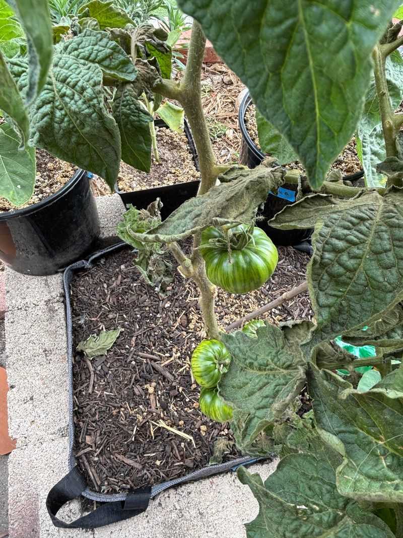 Dry Roots Cannot Support Growing Tomatoes Dry Roots Cannot Support Growing Tomatoes