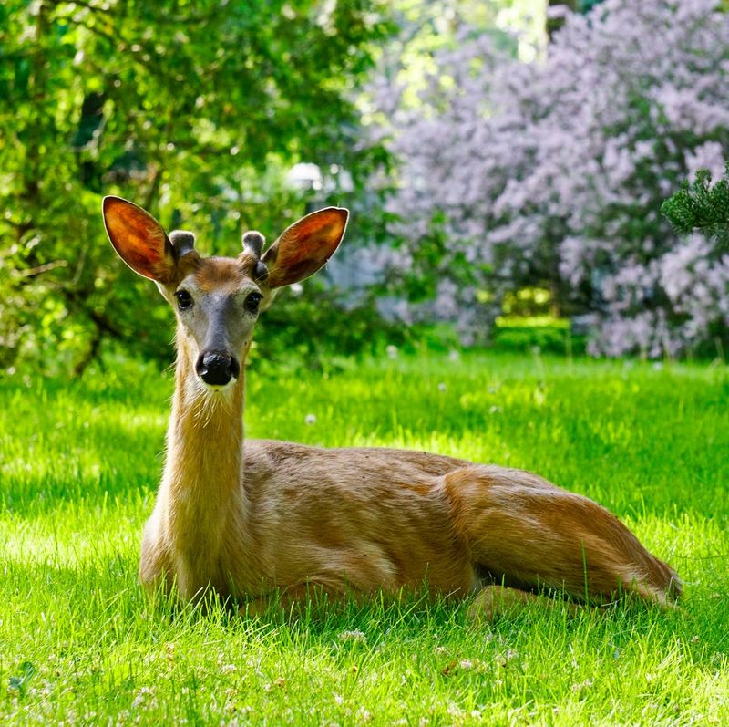 Dry Seasons Can Make Gardens More Tempting