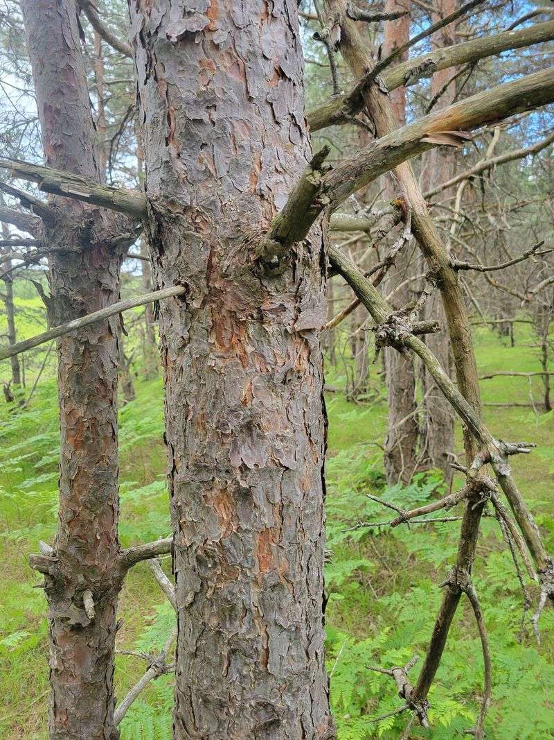 Dry Sites May Shed Earlier