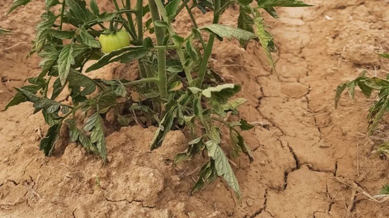 Dry Soil Adds Another Layer Of Stress