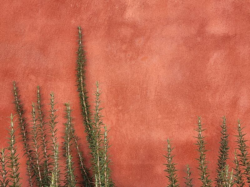 Dry Soil And Bright Light Push The Scent Even Further