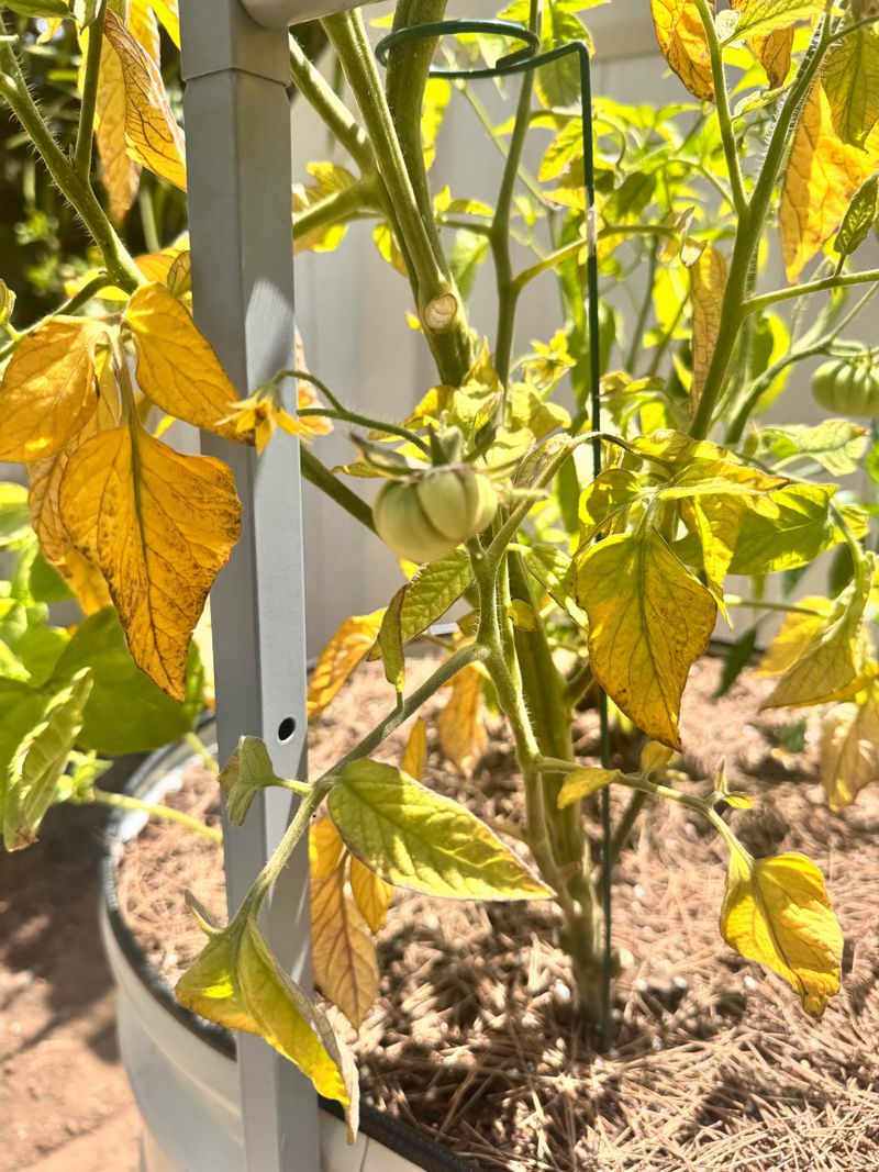 Dry Soil Can Also Cause Yellowing Dry Soil Can Also Cause Yellowing