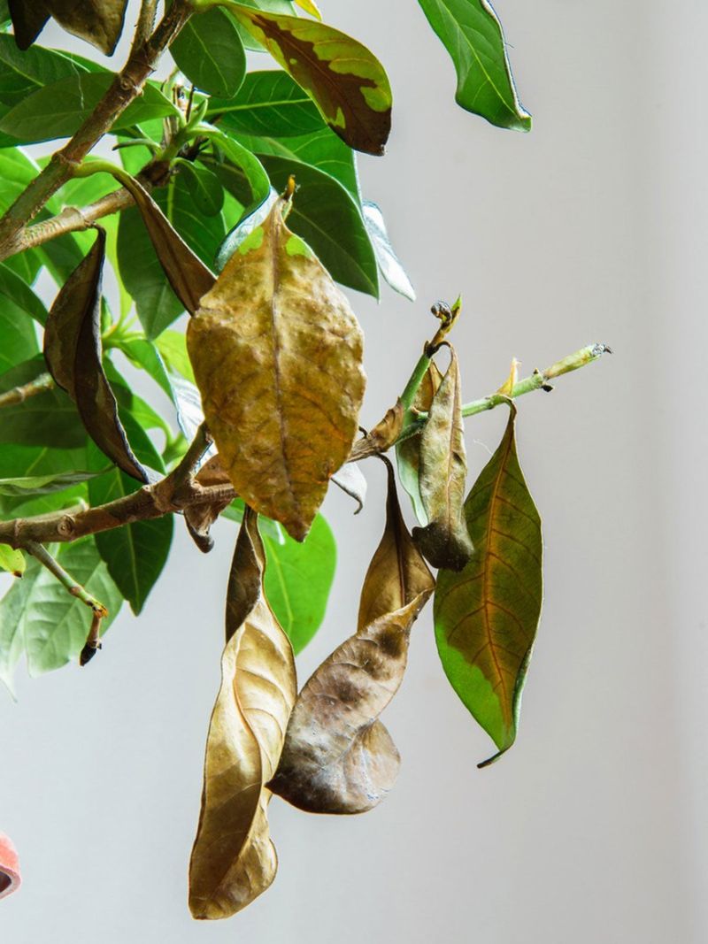 Dry Soil Can Trigger Leaf Stress Dry Soil Can Trigger Leaf Stress
