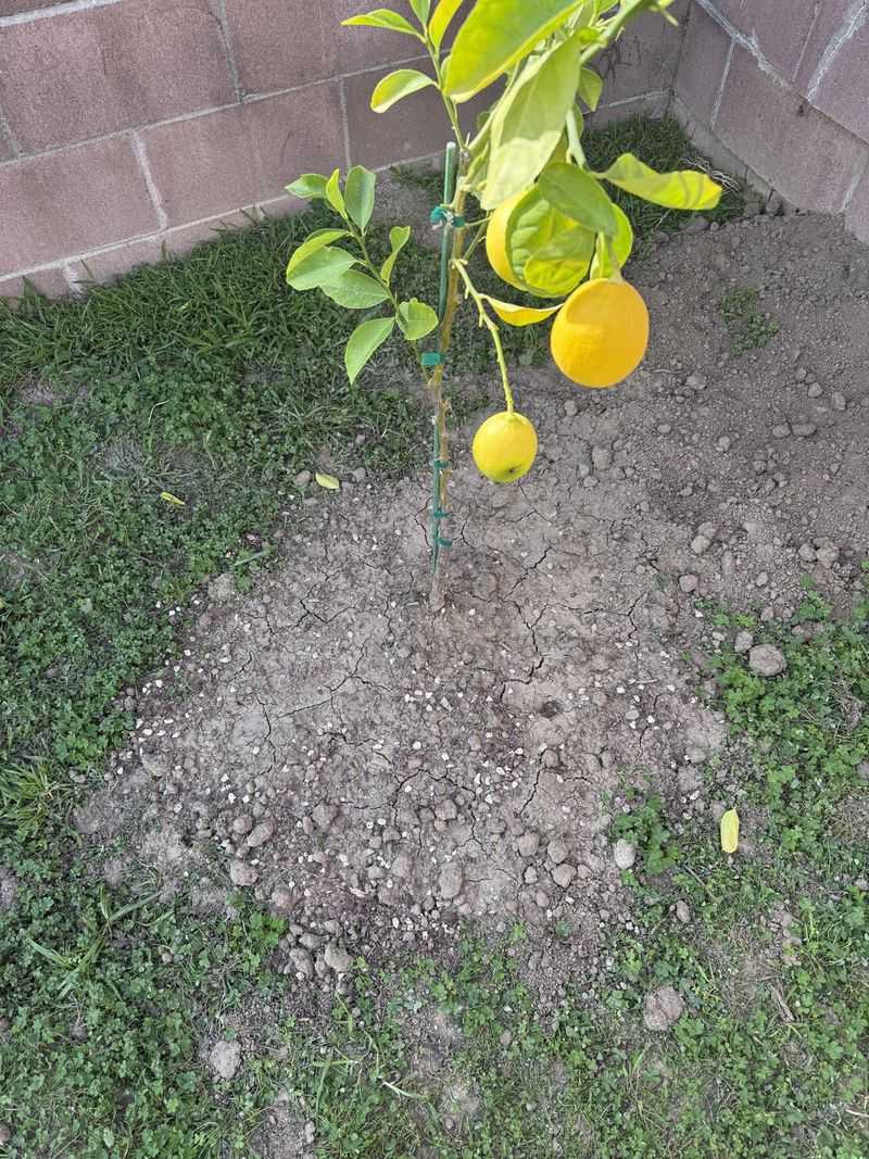 Dry Soil Can Trigger More Fruit Drop Dry Soil Can Trigger More Fruit Drop