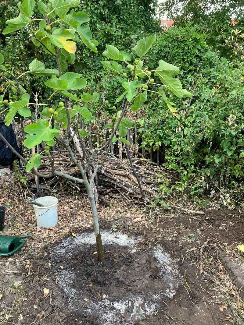 Dry Soil Can Trigger Sudden Yellowing Dry Soil Can Trigger Sudden Yellowing