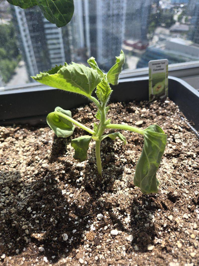 Dry Soil Can Turn Cucumbers Bitter Dry Soil Can Turn Cucumbers Bitter