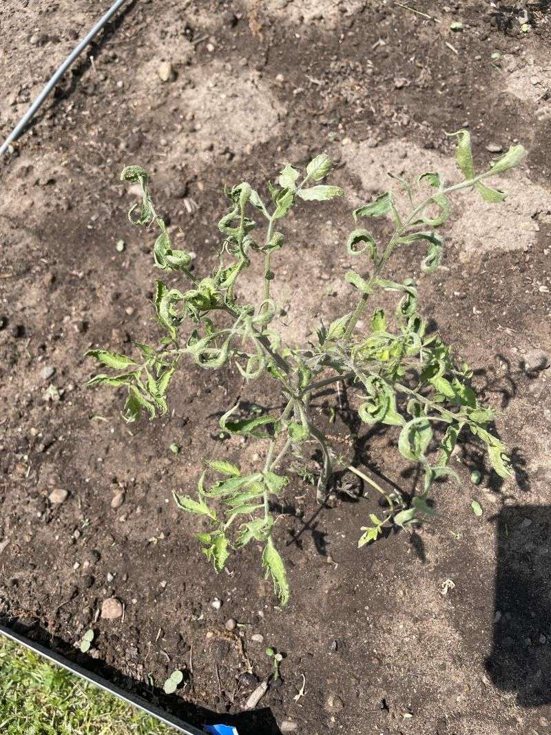 Dry Soil Changes Fruit Development