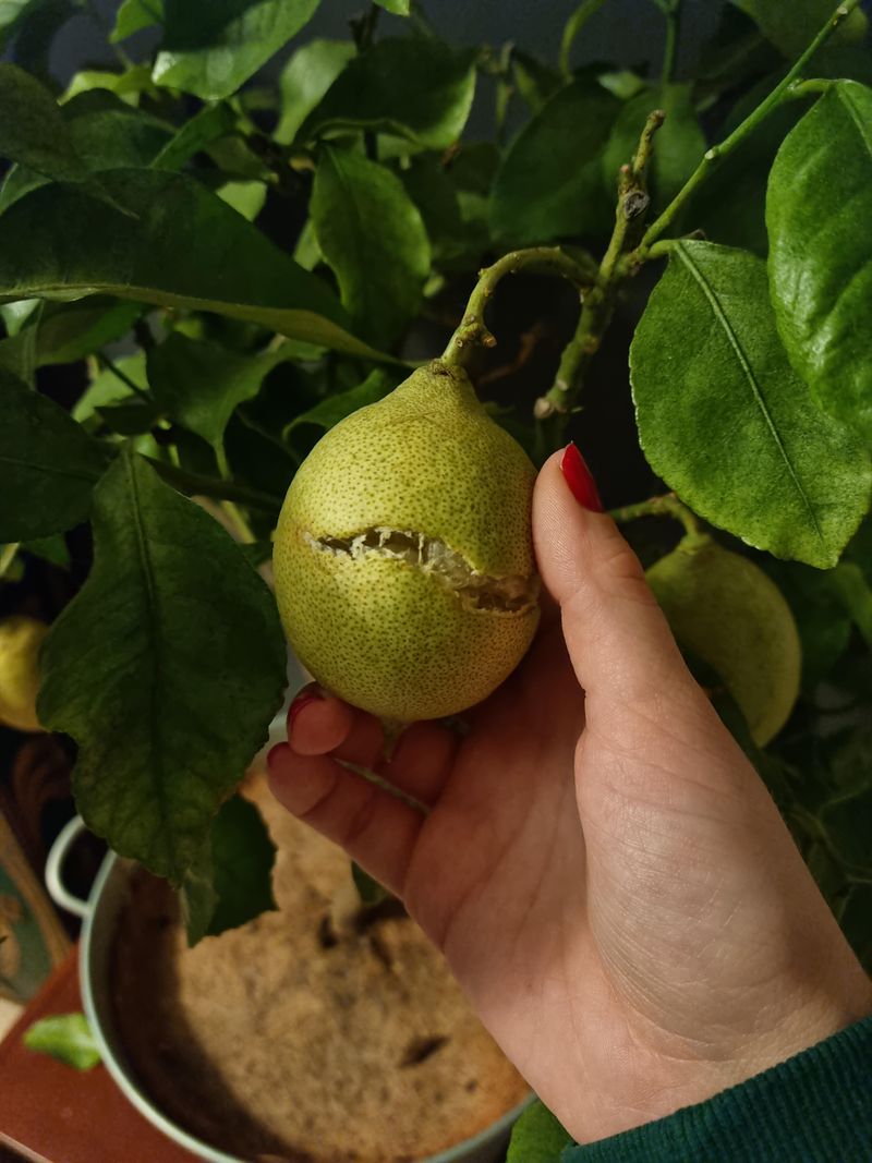 Dry Soil Followed By Heavy Watering Splits The Fruit