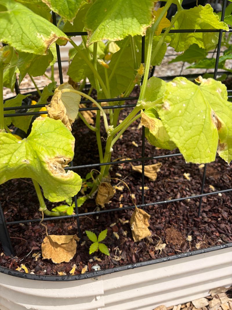 Dry Soil Makes Cucumbers Taste Worse Dry Soil Makes Cucumbers Taste Worse