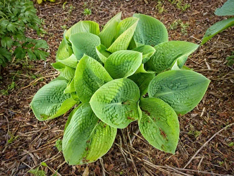 Dry Soil Makes Margins Turn Brown