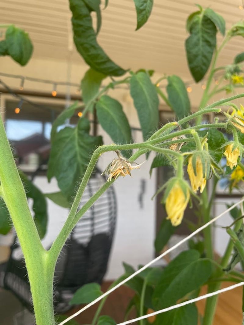Dry Soil Makes Plants Drop Blossoms