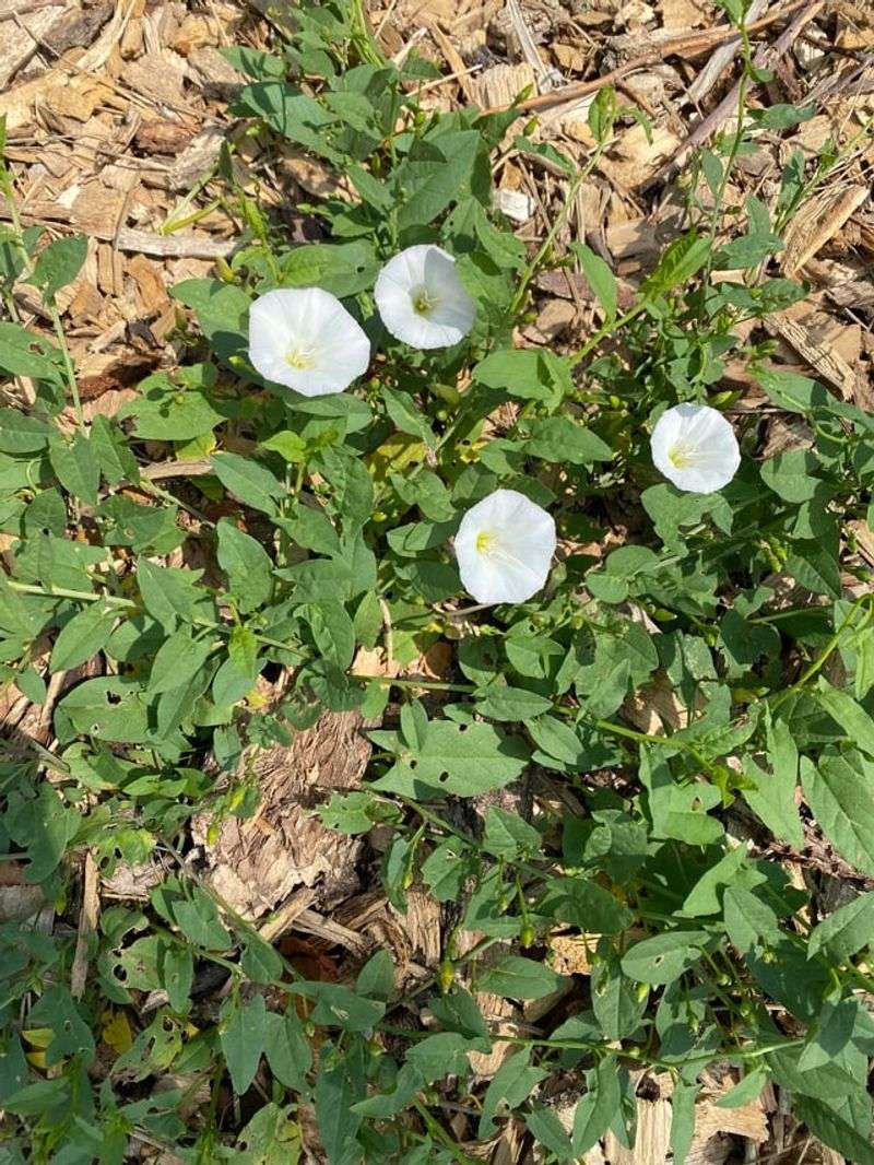 Dry Soil Makes Snapping Worse Dry Soil Makes Snapping Worse
