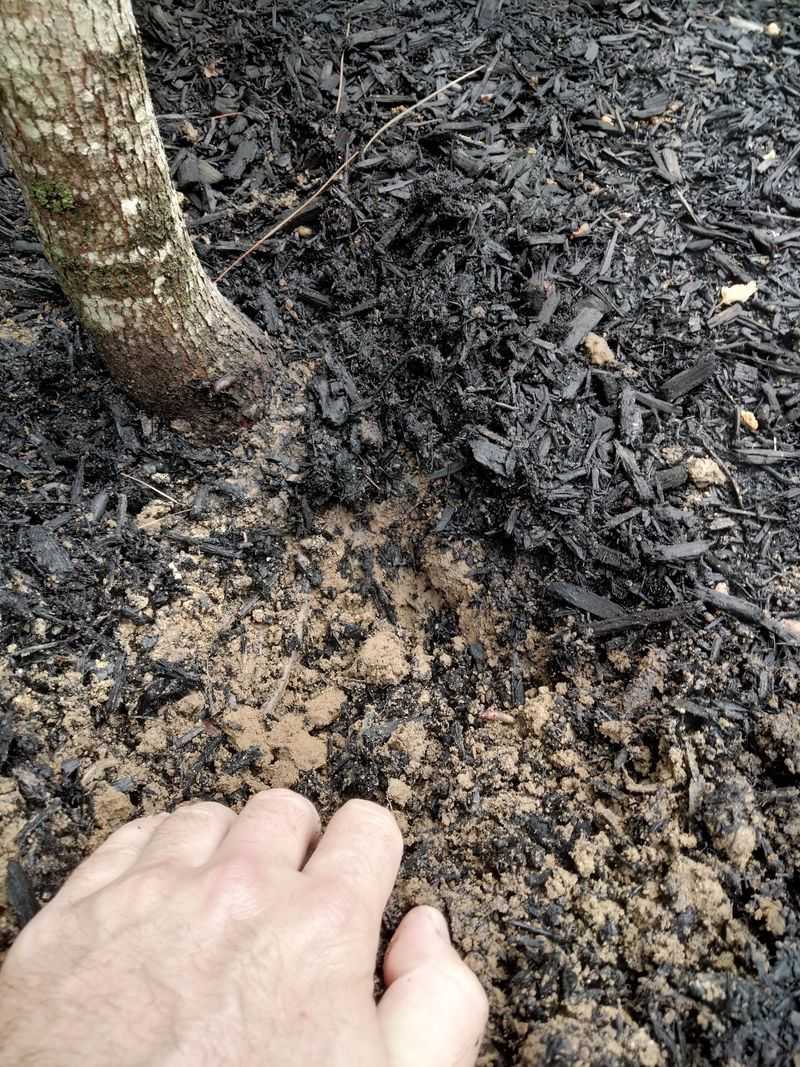 Dry Soil Makes The Problem Worse Dry Soil Makes The Problem Worse
