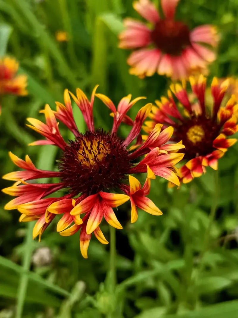 Dry Soil? No Problem Once It Settles In