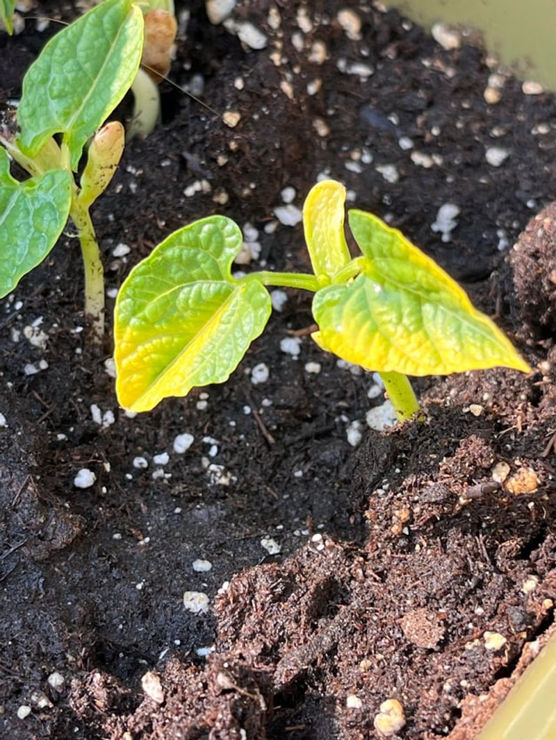 Dry Soil Stalls Growth Dry Soil Stalls Growth