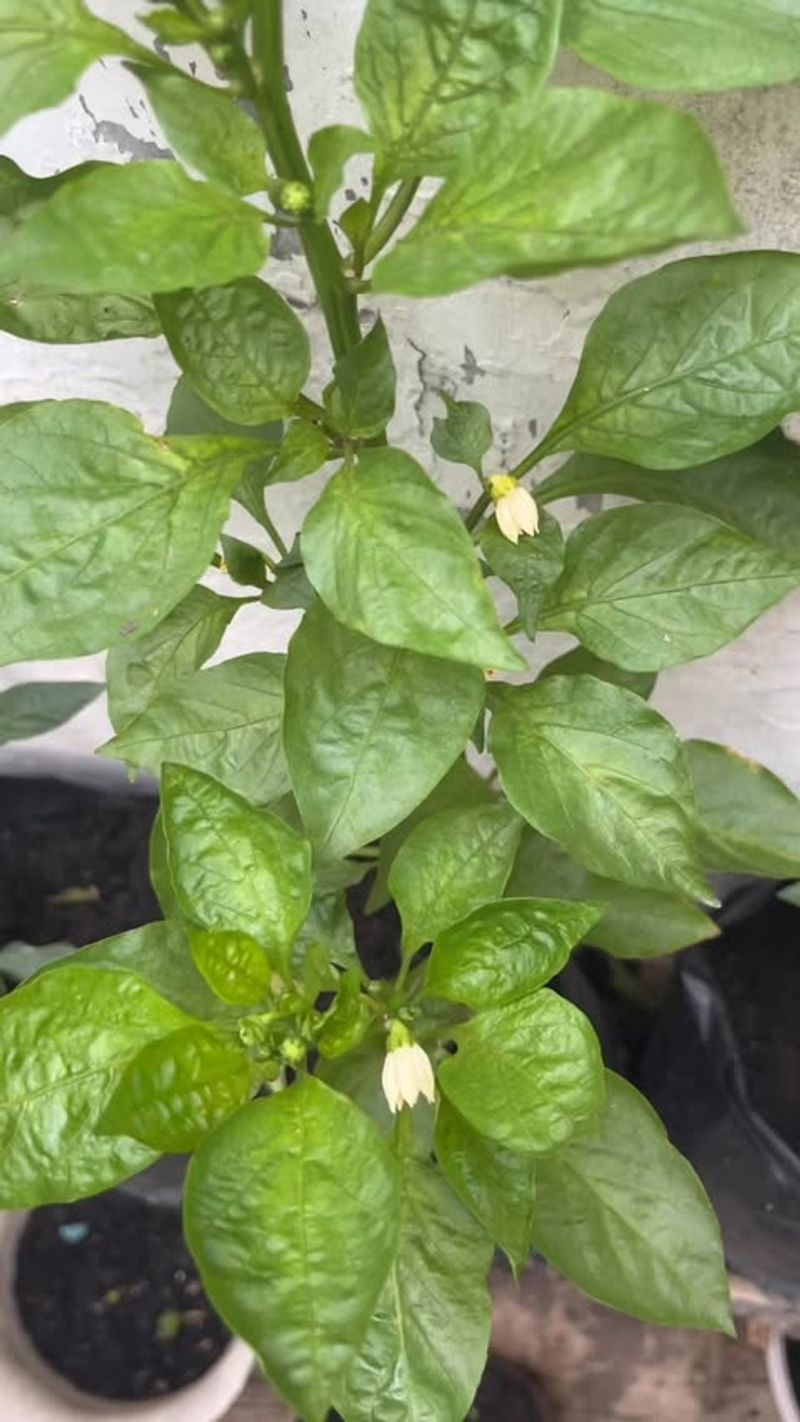 Dry Soil Stresses The Plant During Flowering