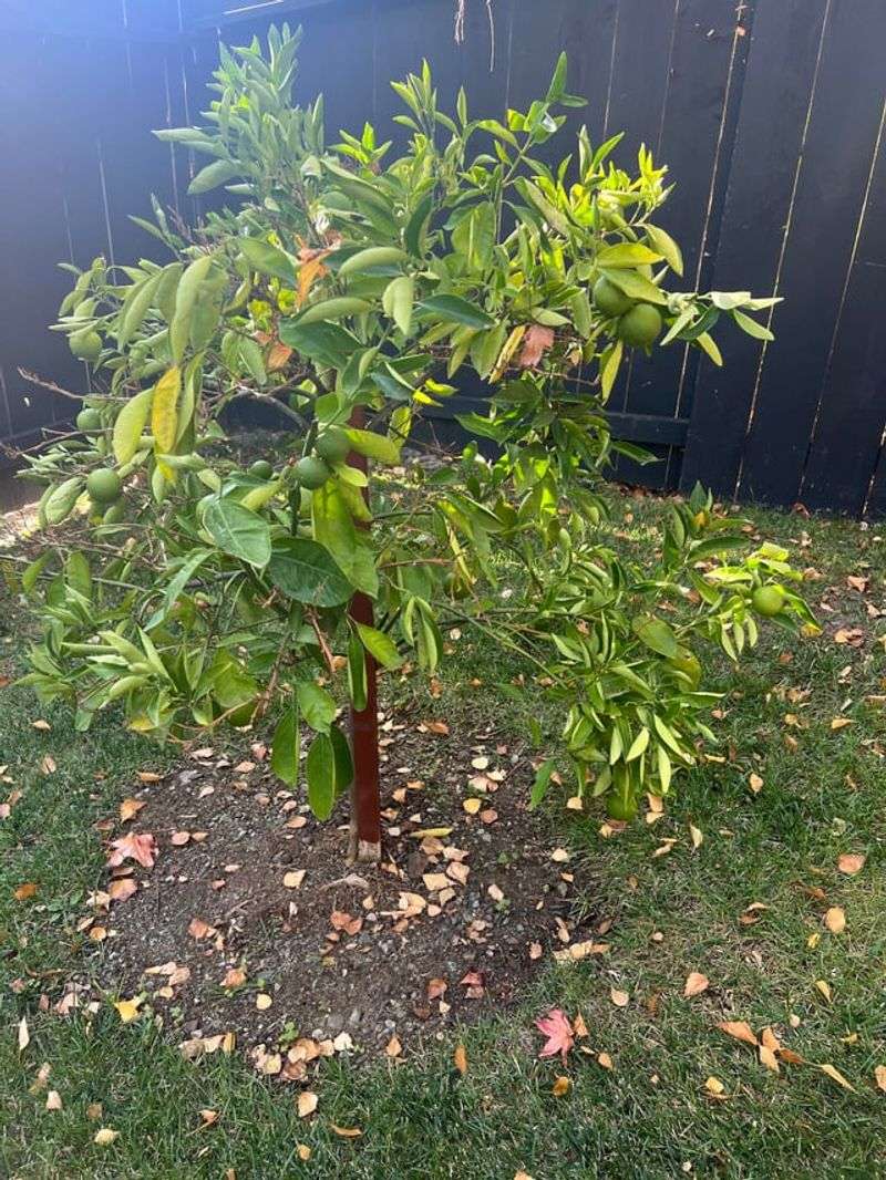 Dry Soil Triggers Heavy Fruit Drop Dry Soil Triggers Heavy Fruit Drop