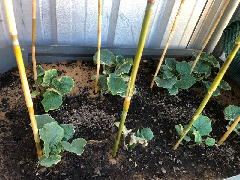 Dry Soil Triggers Plant Stress Dry Soil Triggers Plant Stress