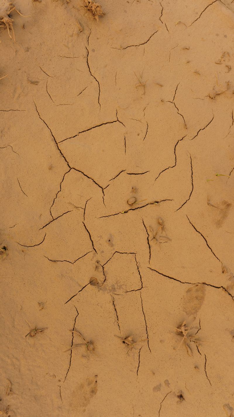Dry Spells Cut Off Water To Leaves Dry Spells Cut Off Water To Leaves